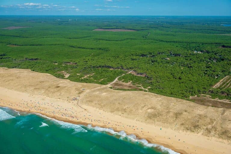 The Landes Forest