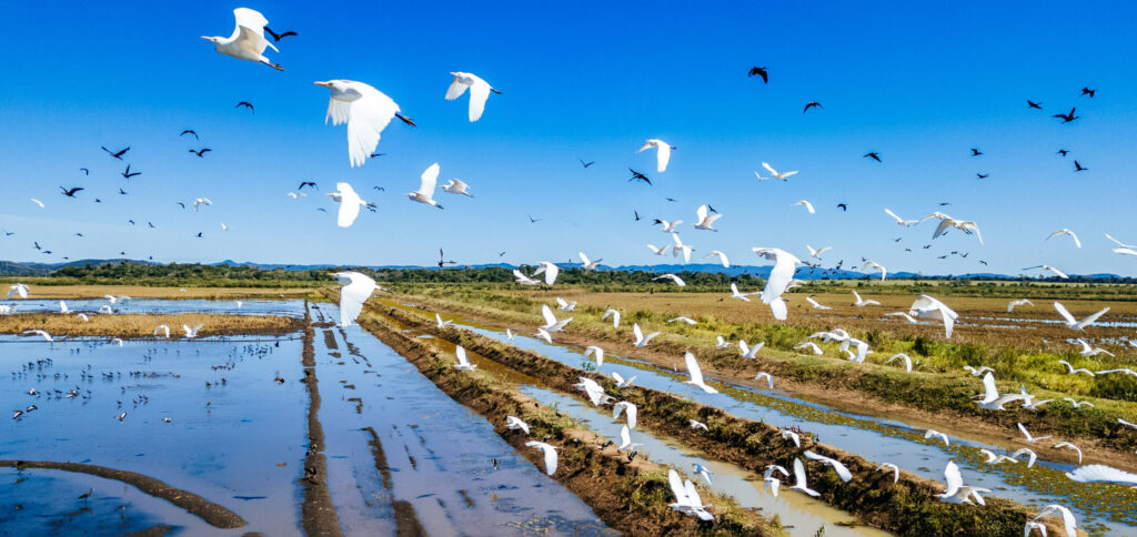 Parc Ornithologique Du Teich