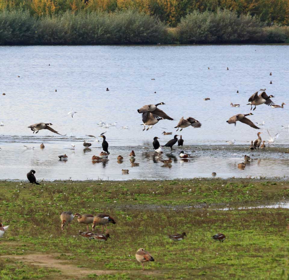 Reserve Ornothologique Du Teich