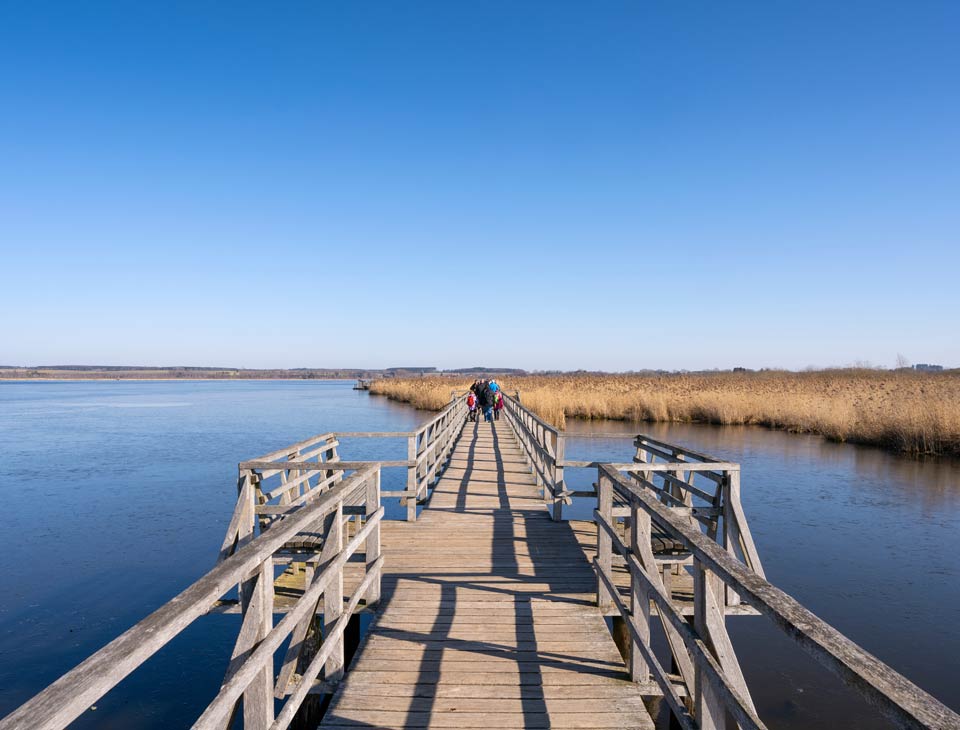 Ornithologie Accompagnee