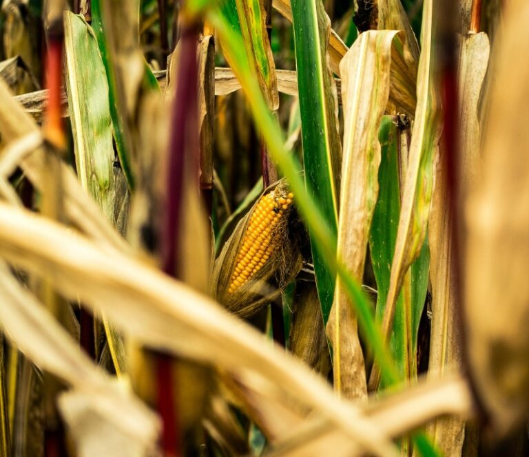 Gastes Corn Maze