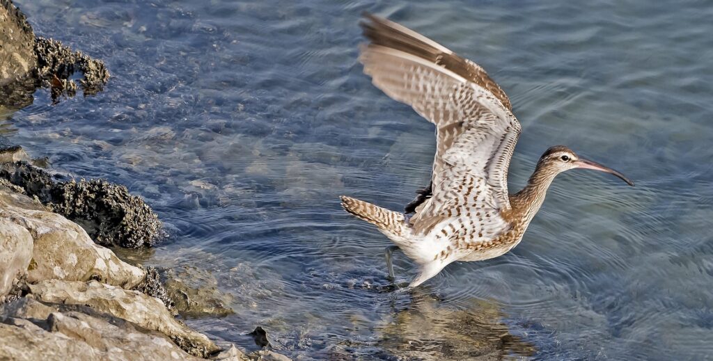 L'Île Aux Oiseaux